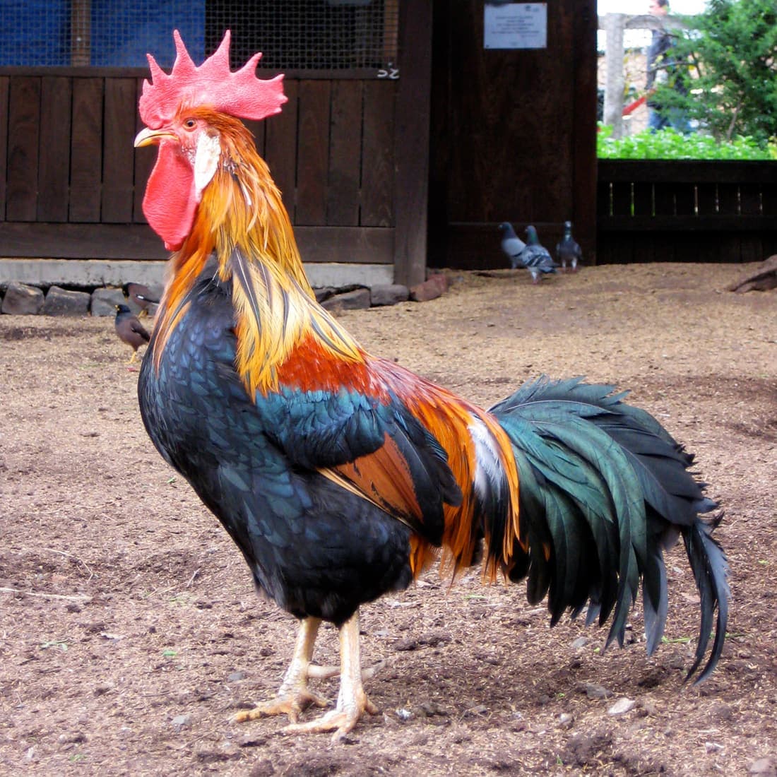 Male